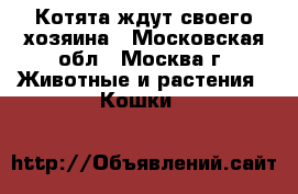 Котята ждут своего хозяина - Московская обл., Москва г. Животные и растения » Кошки   